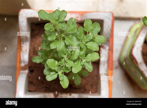 tulasi pornhub|Ocimum tenuiflorum .